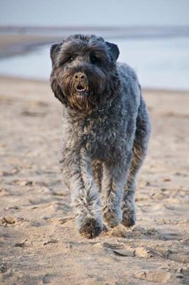 bouvier-des-flandres-alergand-puternic