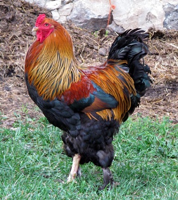 brahma-potarnichiu-prietenoase