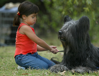 briard-negru-inteligenta