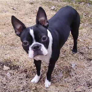 caine-boston-terrier-probleme-oculare