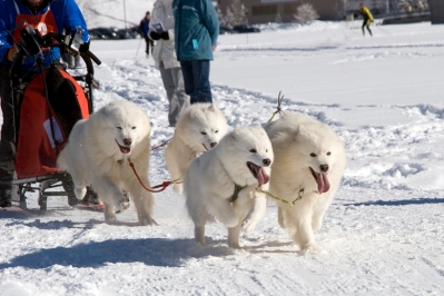 caine-sanie-samoyed-adora-oamenii