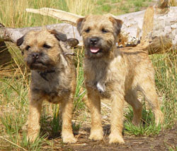 caini-border-terrier-sanatate-si-puncte-vulnerabile