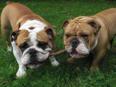 caini-bulldog-musculos