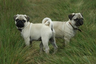 caini-pug-dresaj