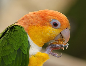 caique-hranindu-se-ADN