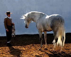 cal-andaluz-si-dresor-hrana