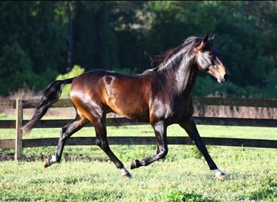 cal-lusitano-profil-profil-andaluzian 