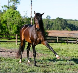 cal-lusitano-dresaj-melanomul