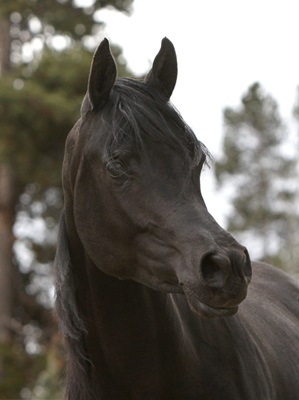 calul-arab-negru-animale-de-companie