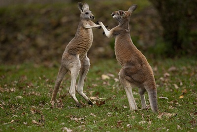 canguri-luptandu-se-animal-erbivor