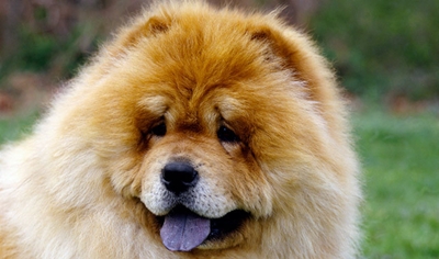 cap-caine-chow-chow-curte