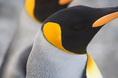 cap-pinguin-imperial-monogam