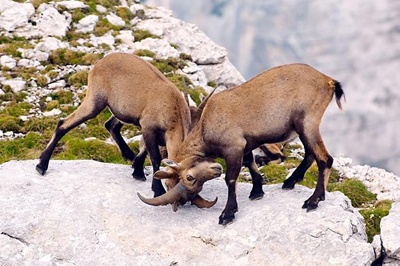 capra-ibex-masculi-luptandu-se-padure