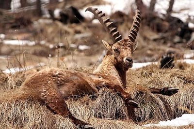 capra-ibex-pe-iarba-uscata-blana