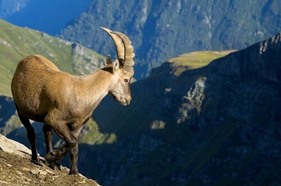capra-ibex-pe-stanca-animal-poligam