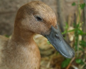 caprata-khaki-campbell-ouatoare