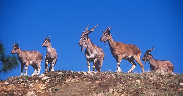 capre-himalayene-animal-poligam