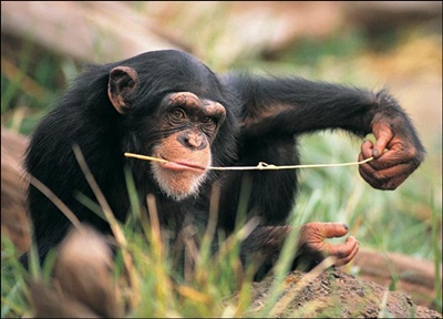 chimpanzeu-hranindu-se-animale-diurne