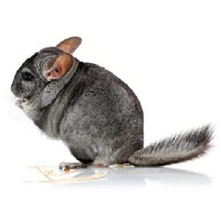 chinchilla-profil-muntii-din-Bolivia