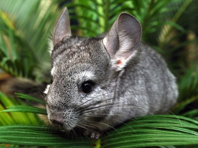 chinchilla-apa-proaspata