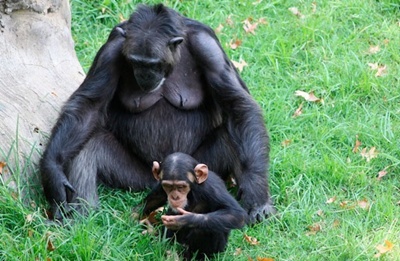 cimpanzeu-mama-si-pui