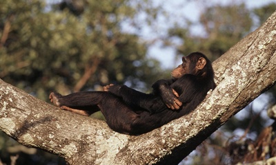 cimpanzeu-odihnindu-se-copaci