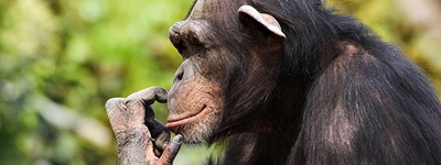 cimpanzeu-profil-frunze