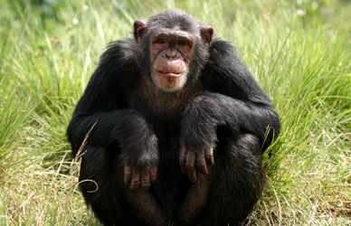 cimpanzeu-stand-padurile-tropicale 