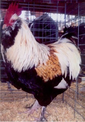 cocos-Faverolles-rasa-polidactila