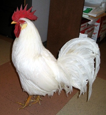 cocos-leghorn-alb-rasa-zgomotasa