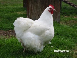 cocos-orpington-alb-adapost