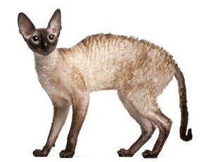 cornish-rex1-blana