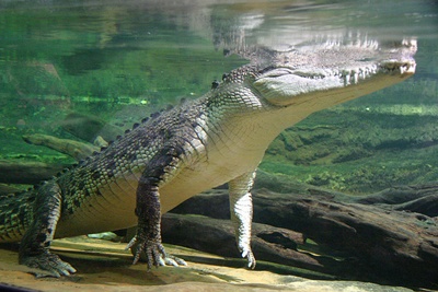 crocodil-apa-animale-solitare
