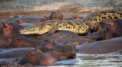 crocodil-pe-hipopotami-vulnerabil-la-boli