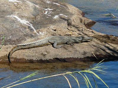 crocodil-pe-pamant-vederea-binoculara