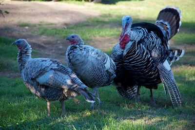 curci-si-curcani-animal-domestic