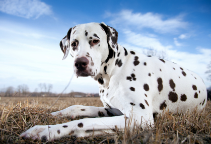 dalmatian-peisaj-probleme-legate-de-auz