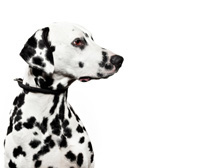 dalmatian-profil-reproducere