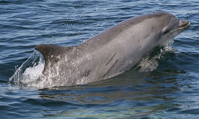 delfin-profil-balenele-cu-dinti