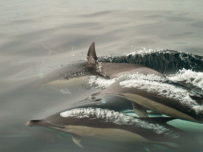 delfini-apa-reproducere