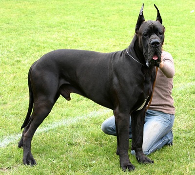 dog-german-negru-puternic