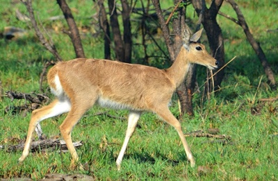 duiker-comun-coarne-ascutite