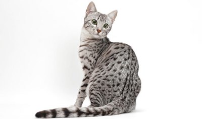 egyptian-mau1-leuodistrofie