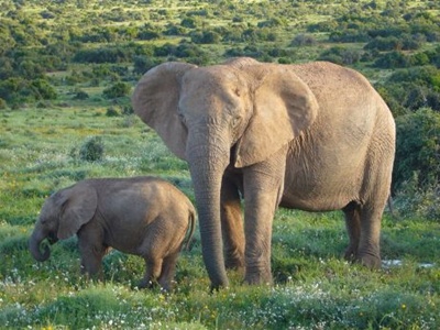 elefant-african-cu-pui-fiinte-sociale