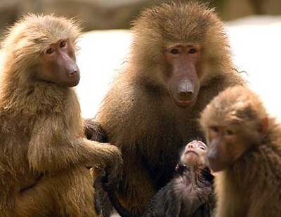familie-de-babuini-omnivori