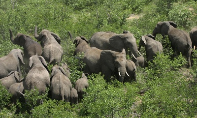 familie-elefanti-hranindu-se-mirosul