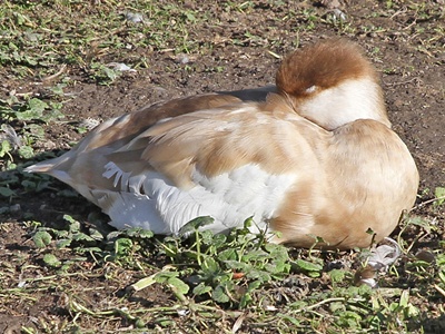 femela-pochard-vegetariene