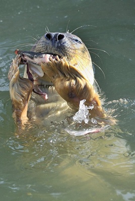 foca-hrana-carnivore
