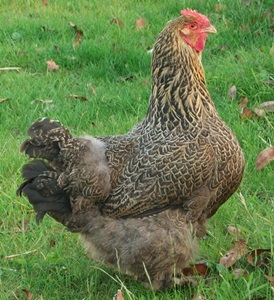 gaina-brahma-potarnichiu-oua