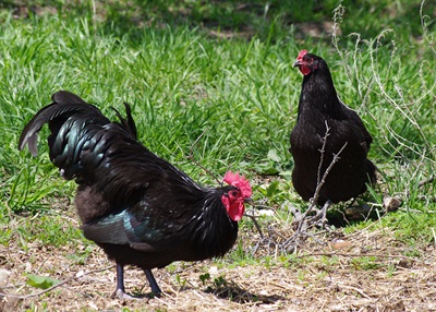 gaini-australorp-reflexe-animal-de-companie